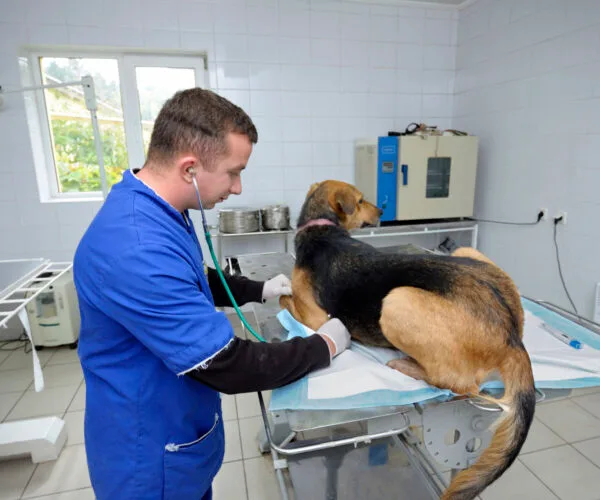 Oxygen for veterinary practices